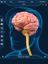 Brain Anatomy Pro App For The Study Of Brain Anatomy In 3d Model Brain Anatomy Brain Art Anatomy
