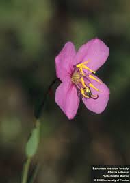 Image result for Afrosciadium