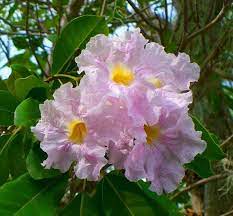 The Pink Trumpet Tree Is A Very Ornamental Tree That Has Beautiful Pink Trumpet Shaped Flowers With Ruffled Peta Ornamental Trees Specimen Trees Street Trees