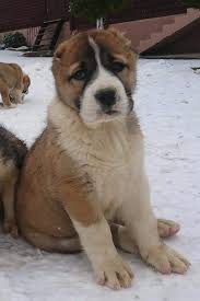 Pin By Sabine K On Kangal Alabai Alabai Dog Dogs Cute Dogs