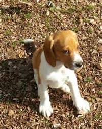 We did not find results for: House Training Your Beagle Puppy Beaglepro