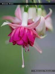 Pin By Nuray Yilmaz On Fuksii Iz Interneta Fuchsia Flowers Plants