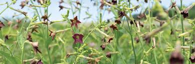 Image result for Nicotiana