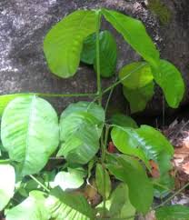 Image result for Garcinia volkensii