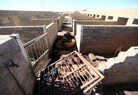 Malan, a dutch reformed cleric. Thandi Modise S Farm One Of The Cruellest Cases Of Animal Abuse Ever Seen South Africa Today