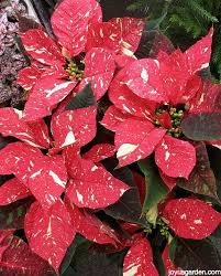 Poinsettia Plant Care Tips To Keep Yours Healthy This Holiday Season Poinsettia Plant Poinsettia Flower Pot Design
