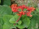 Image result for Clerodendrum lutambense