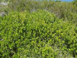 Image result for Searsia nebulosa