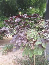 Image result for Jatropha schlechteri