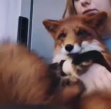 Foxy Kisses Video Cute Little Animals Funny Animals Cute Animals
