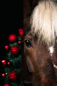 Ich gehe demnächst mit einer freundin und meinem pferd schöne herbstfotos machen. Aktuelles Zur Pferdefotografie Pferdefotografie Sabrina Einig