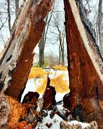 Untermyer Gardens Conservancy