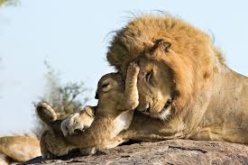 These 36 Animal Parents With Their New Born Babies In The Wild Will Show You How Precious Life Is