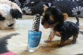 Pin By Ronda Moseley On Pups Tiny Dogs Small Dogs Tiny Puppies