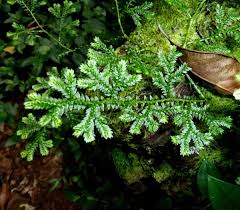 Image result for Selaginella kraussiana