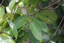 Image result for Bridelia duvigneaudii