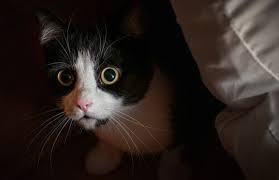 Kedi Meraki Hakkinda Gercekler Ve Mitler My Animals