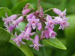 Image result for Tulbaghia fragrans