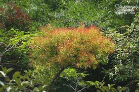 Image result for Helixanthera