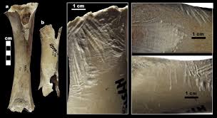 Analyses of the effects of global change on human health and welfare and human systems. Osteophagia And Bone Modifications By Giraffe And Other Large Ungulates Sciencedirect