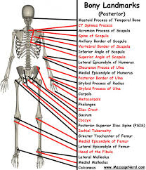 Skull, clavicle, mandible, scapula, thorax, sternum, humerus i am a student learning body massage and am looking for blank, black and white pictures of the body for. Human Skeleton Comd 1231 Figure Drawing D162 Fa2017