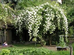 Kletterrosen gehören zu den kulturrosen, wobei viele sorten im grunde lediglich mutationen bekannter strauchrosen sind. Kletterrosen Pflanzen Und Pflegen Mein Schoner Garten