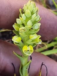 Image result for Corycium dracomontanum