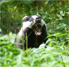Dachs Meles Meles Animals Beautiful Honey Badger Happy Animals