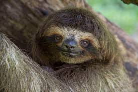 Resultado de imagen de fotos de animales en peligro de extinción