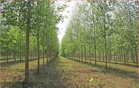 Small farms (earning less than $50,000 annually or occupying less than 180 acres) are now considered potentially lucrative as both rural and urban business opportunities. Poplar Tree Farming Information Guide Agri Farming