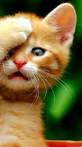 You may also like these hd dog wallpapers. Cute Cats Wallpapers Hd 26 Wide Powerballforlife Desktop Background