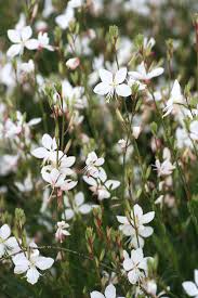One of the most glorious sights you can behold is a tree or shrub that has burst into a profusion of white flowers. Gaura White Butterfly Bush 6 Pot Hello Hello Plants Garden Supplies