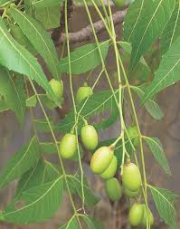 Image result for Azadirachta indica
