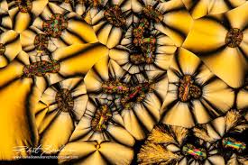 Image result for Polarized Microscopy