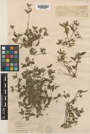 Image result for Craterostigma nummulariifolium