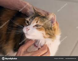 Indir Guzel Calico Kedi Yuksek Aci Gorunumu Goruntu De Kidemli Bir Bayan Elleri Tarafindan Oksanmis Ediliyor Stok Imaj Calico Kedi Kedi Memeliler