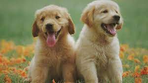 International dog day animals asia; Blspr98dkjdzzm