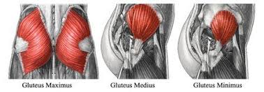 I always found a diagram of the human body to be very useful when it came to training. The Gluteal Muscles Are A Group Of Three Muscles Which Make Up The Buttocks The Gluteus Maximus Gluteus Medius And Gluteus Mi Glutes Deadlift Gluteal Muscles