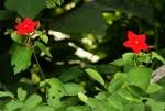Image result for Mussaenda elegans