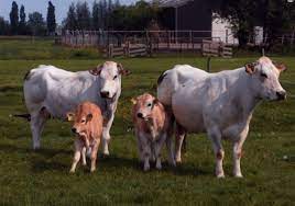 Certified piedmontese is a natural, healthier beef that does not sacrifice flavor or tenderness, especially in shareable cuts such as roasts. Welcome To Piemontese The British Piemontese Cattle Society