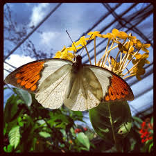 Jadi secara perbandingannya, ada beberapa kelebihan pergi taman ini. Photos At Butterfly Park Taman Rama Rama 56 Tips