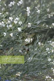 Image result for Gomphostigma