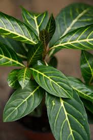 Image result for Sanchezia speciosa