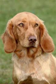 Image result for německý křepelák postava