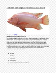 Berbagai jenis ikan air tawar kini mulai banyak dibudidayakan untuk memenuhi kebutuhan masyarakat akan protein. Warna Warni Ikan Hiu Ikan Air Tawar Ikan Gambar Png