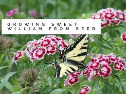 Maybe you would like to learn more about one of these? Sweet William Growing From Seed Gardening Channel