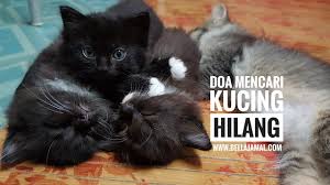 Check spelling or type a new query. Doa Mencari Kucing Hilang Ini Adalah Bellarina Natasya