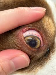 and Vet動物病院グループ