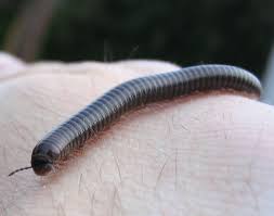 Image result for Cylindropsis