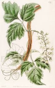 Image result for Stadmannia